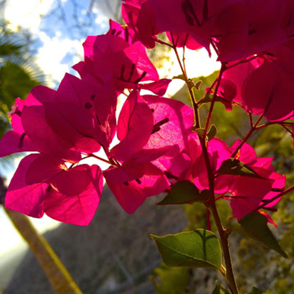 Meet your Posher, Kiki - Picture 1 of 1